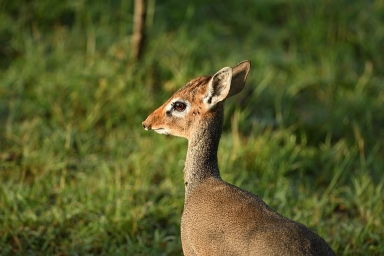 Explore Masai Mara, Serengeti & Ngorongoro on this 8 Days Kenya & Tanzania Safari Tour 2026–2028. Best-value East Africa safari with local guides, Big Five game drives & eco-friendly lodges.