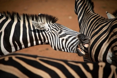 Explore Masai Mara, Serengeti & Ngorongoro on a 7-day mid-range Kenya–Tanzania safari. Comfort lodges, expert guides, 2026–2028 dates.