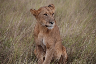 Family-friendly 7-day Kenya–Tanzania safari 2026/2027/2028: Masai Mara, Serengeti & Ngorongoro Crater. Kid-safe pacing, top guides, eco-lodges, flexible dates.