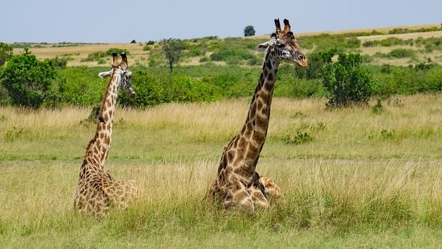 Affordable 8-day Kenya–Tanzania budget safari (2026–2028) to Nakuru, Masai Mara, Serengeti & Ngorongoro Crater. Big Five game drives. Depart Nairobi, end Arusha.